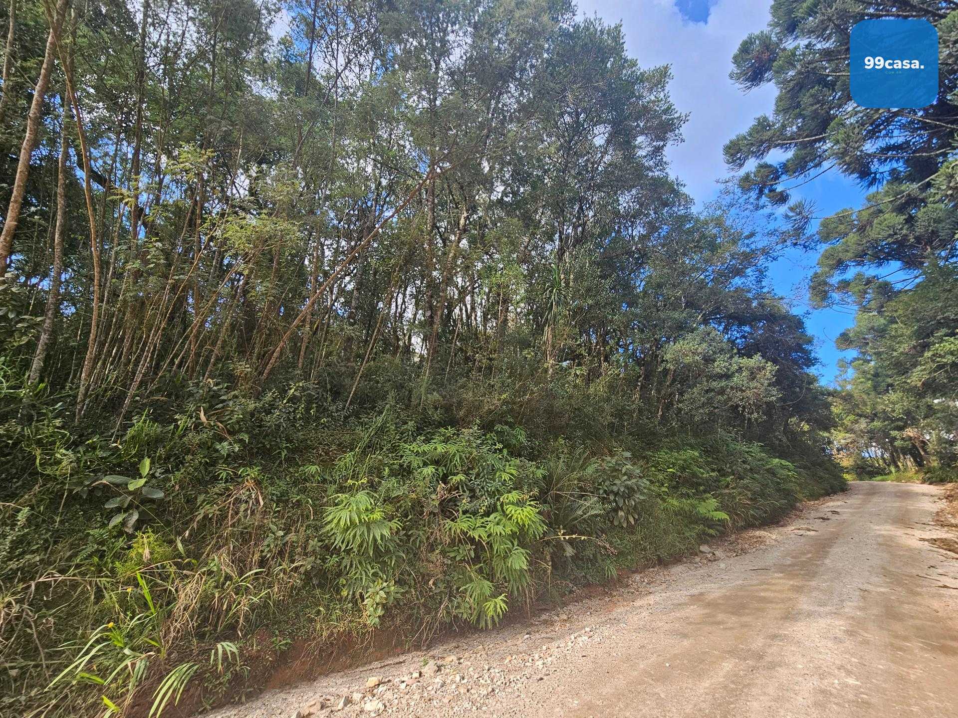 Área Rural Estratégica à Venda, 293.909,82 m², em Araucária