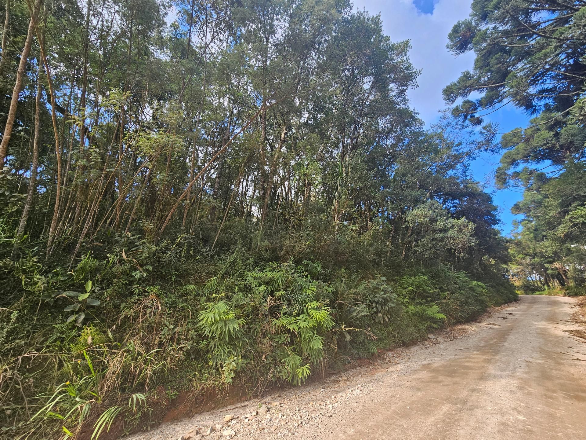 Área Rural Estratégica à Venda, 293.909,82 m², em Araucária