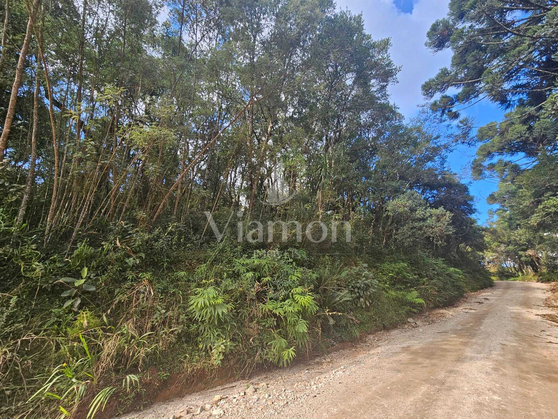 Área Rural Estratégica à Venda, 293.909,82 m², em Araucária