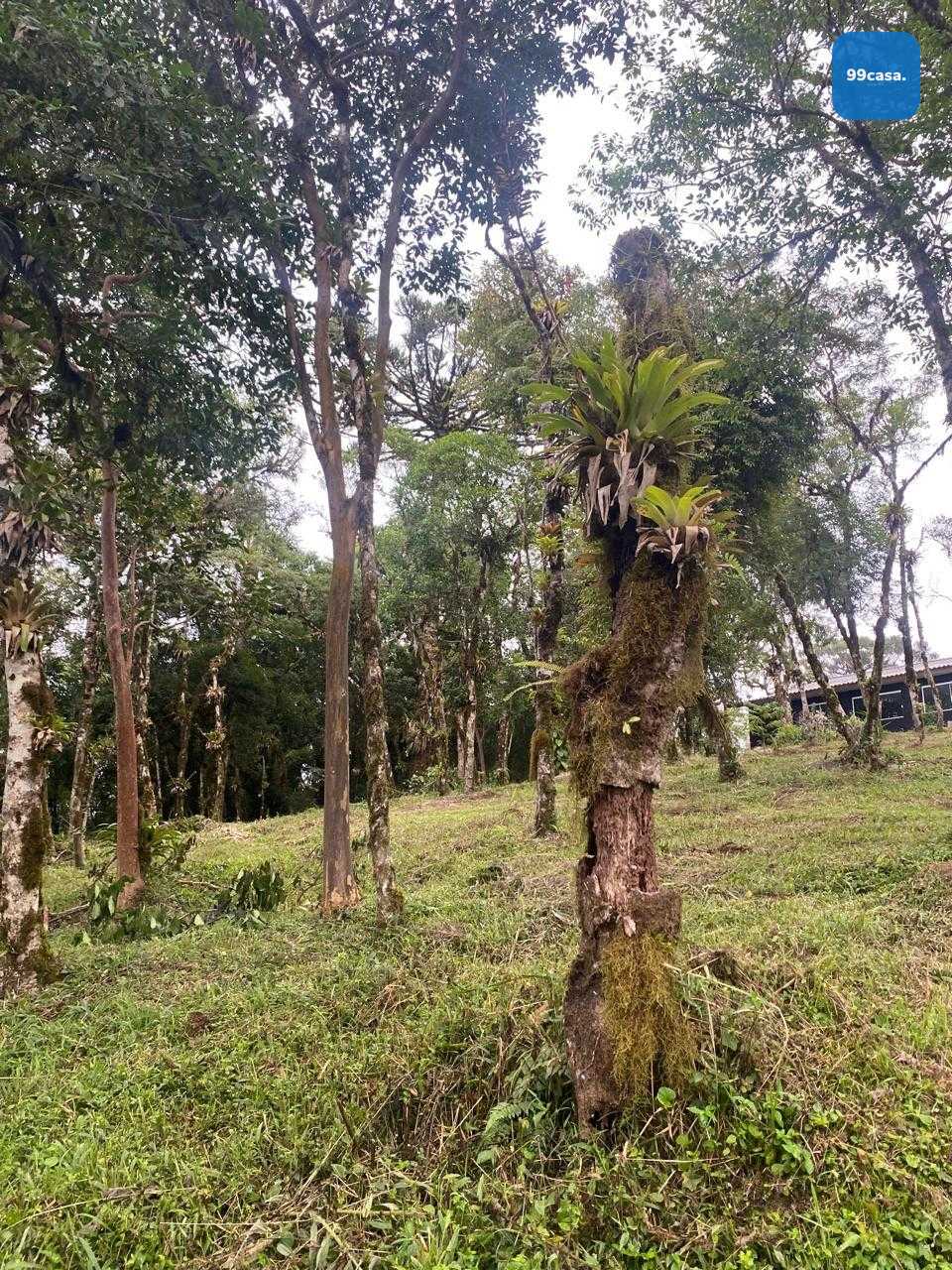 Chácara à venda, CAMPINA GRANDE DO SUL - PR