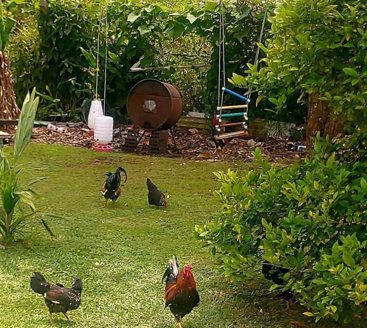Chácara à venda, Granja das Acácias, QUATRO BARRAS - PR
