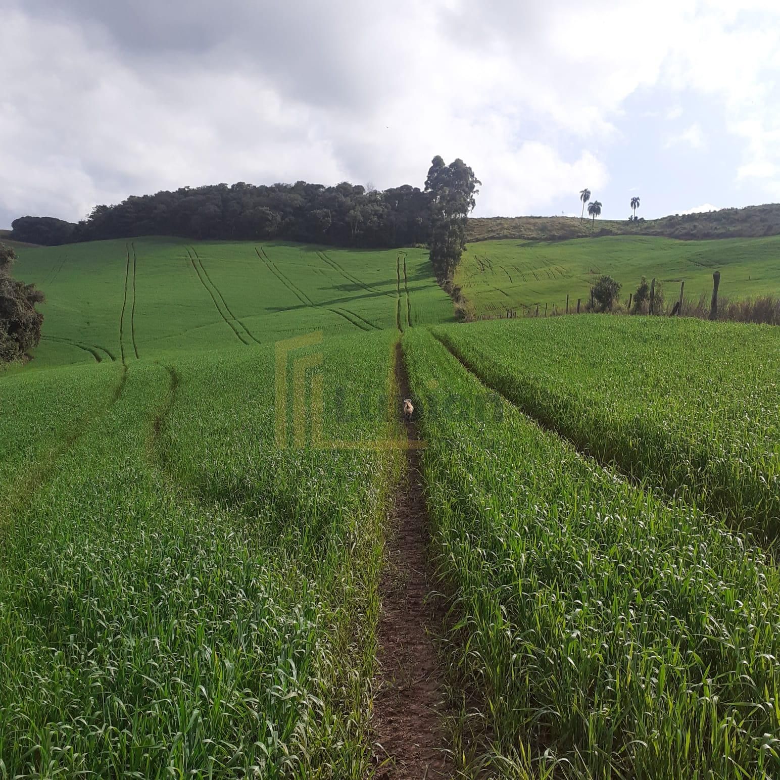Sítio  á venda no norte do Paraná na região  de Pitanga
