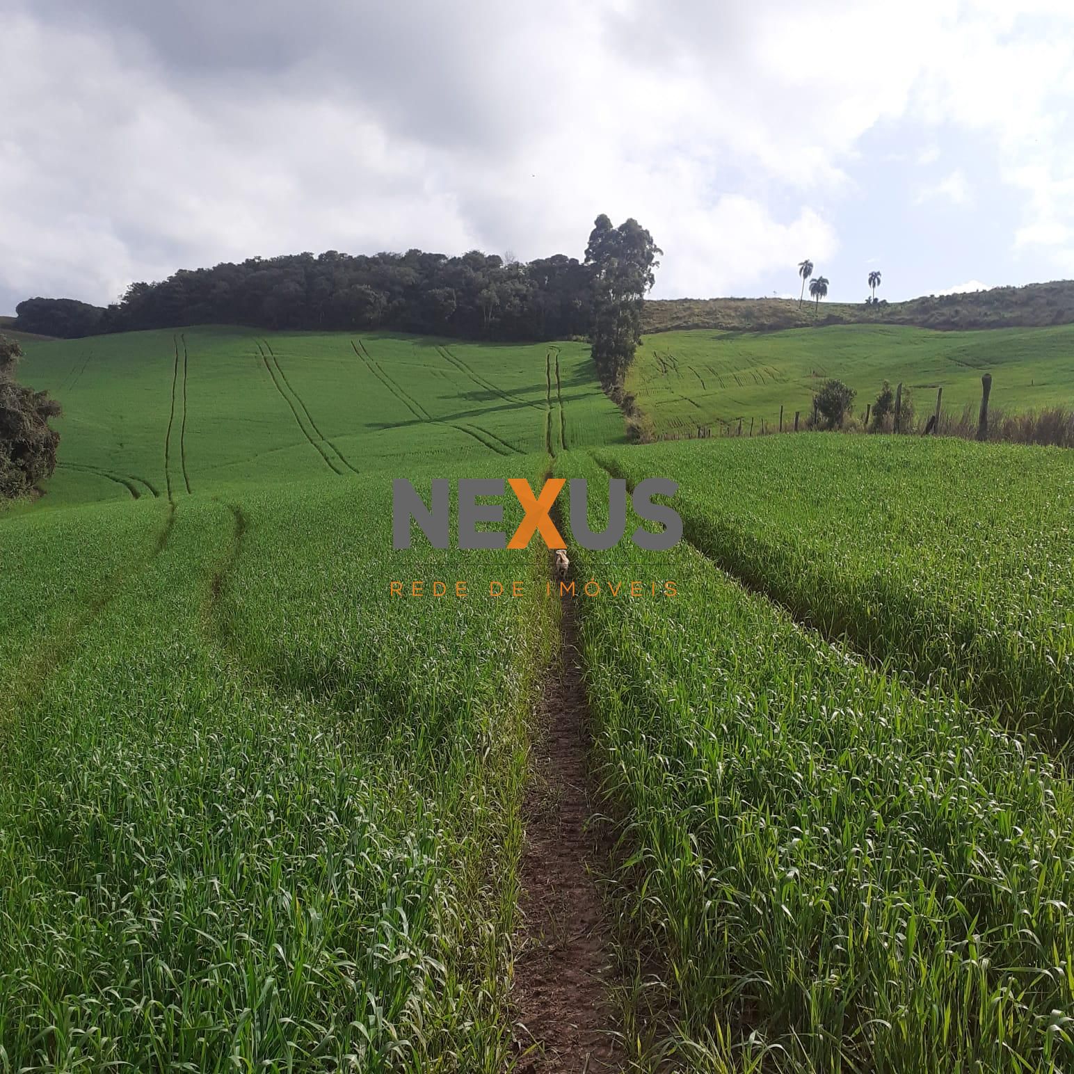 Sítio á venda no norte do Paraná na região de Pitanga