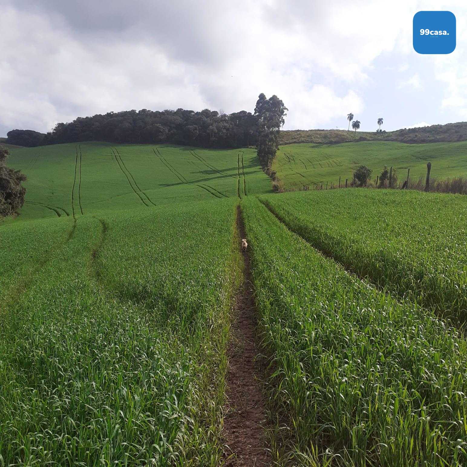 Sítio  á venda no norte do Paraná na região  de Pitanga