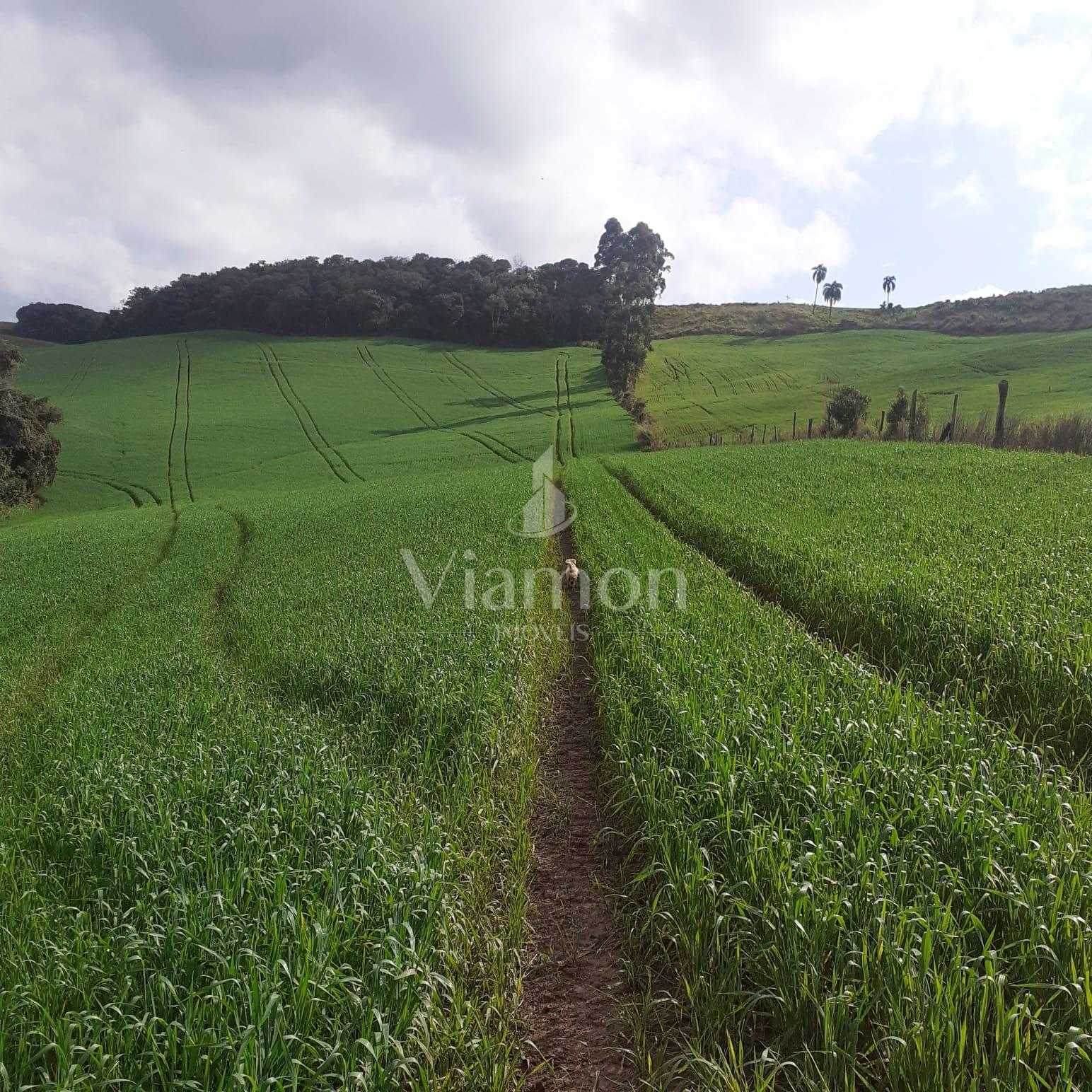 Sítio  á venda no norte do Paraná na região  de Pitanga