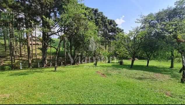 Sítio em Quatro Barras  150.000 m  com casas, pomar, campo e m...