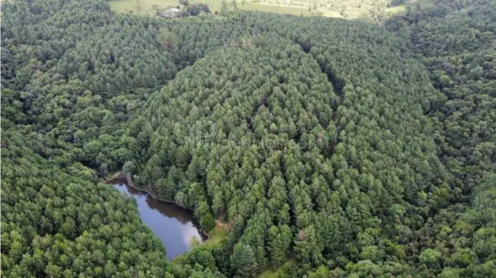 Fazenda Reflorestada de 111,6 Hectares em Arapoti PR  Investim...