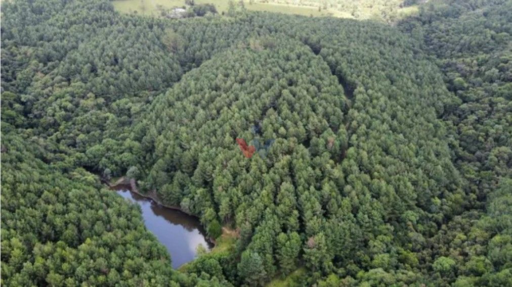 Fazenda Reflorestada de 111,6 Hectares em Arapoti PR  Investim...