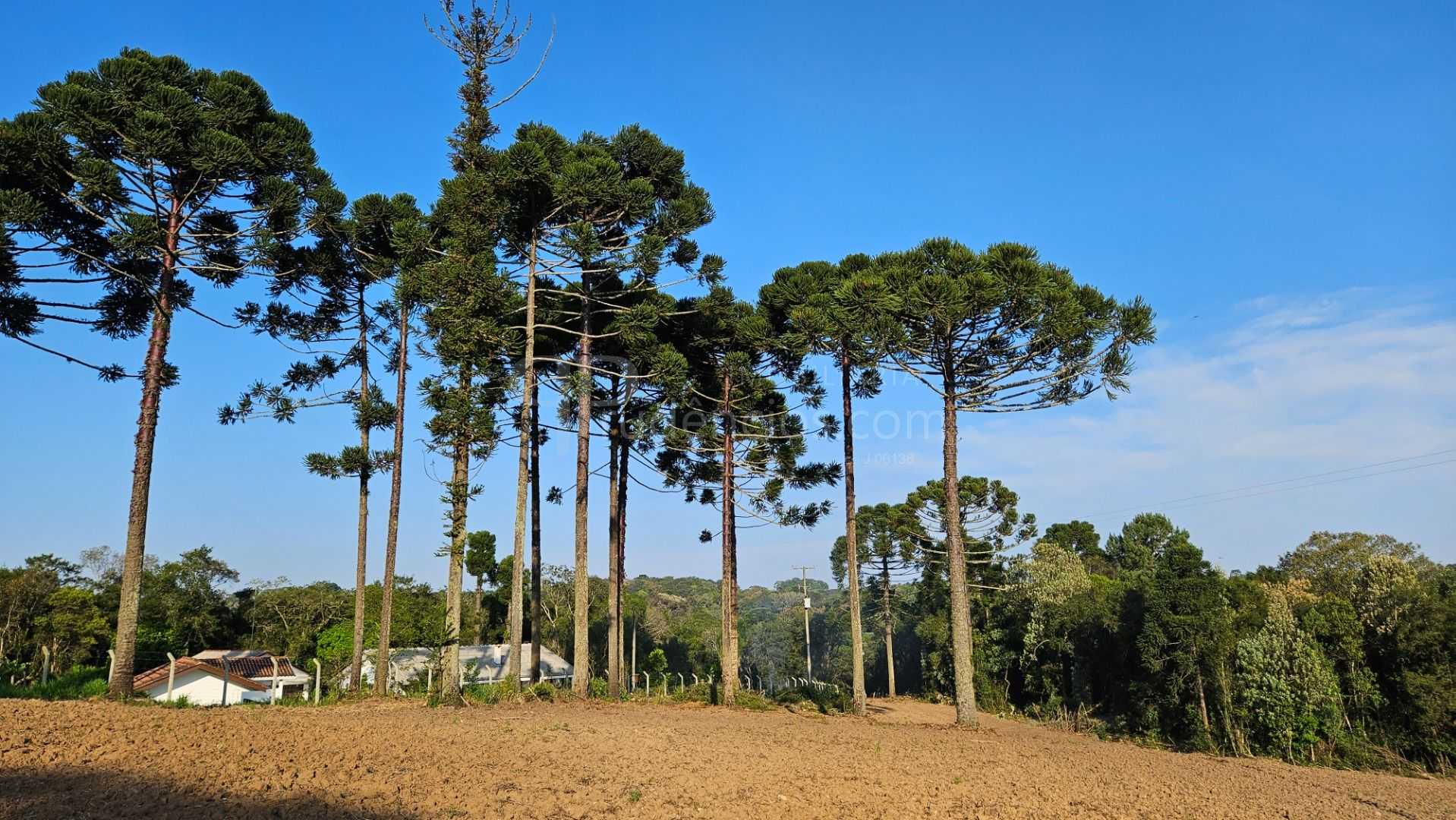 Chácara com Hortas, Parreiral e Árvores Frutíferas a 10 km da BR