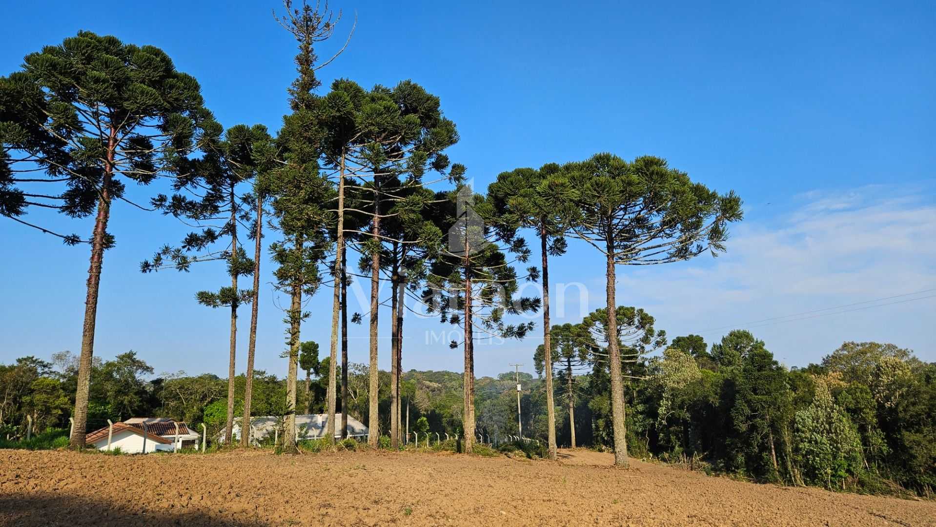 Chácara com Hortas, Parreiral e Árvores Frutíferas a 10 km da BR