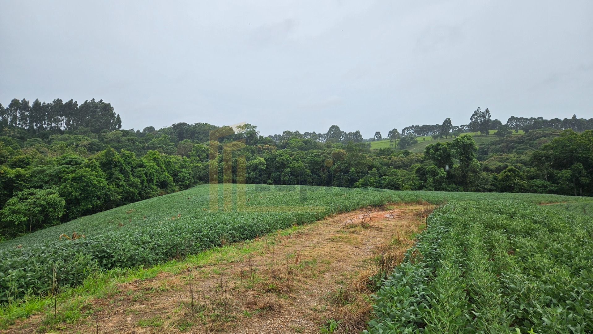 Área de 79.000 m  com 41.000 m  mecanizados  perfeita para cul...