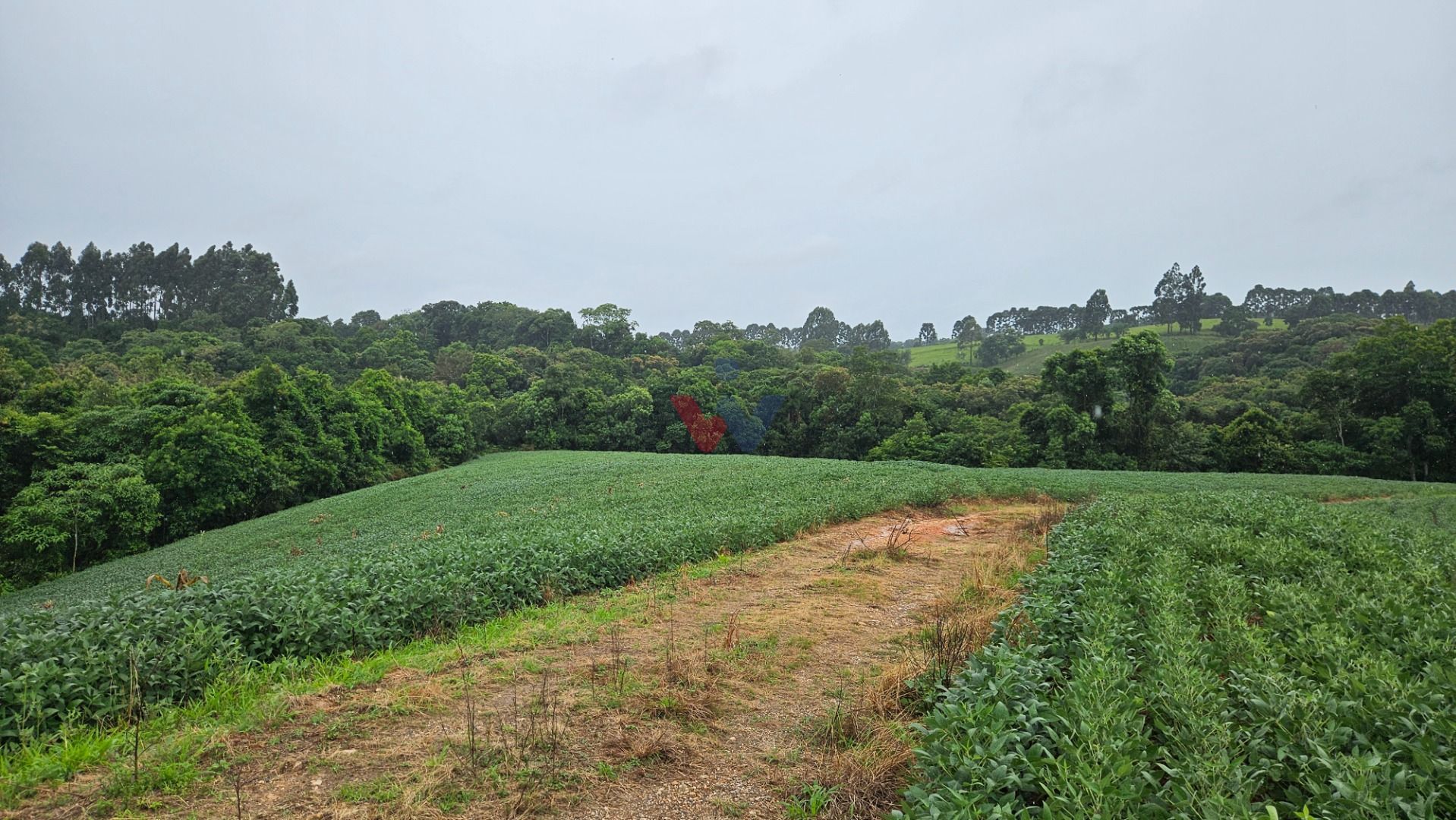 Área de 79.000 m  com 41.000 m  mecanizados  perfeita para cul...