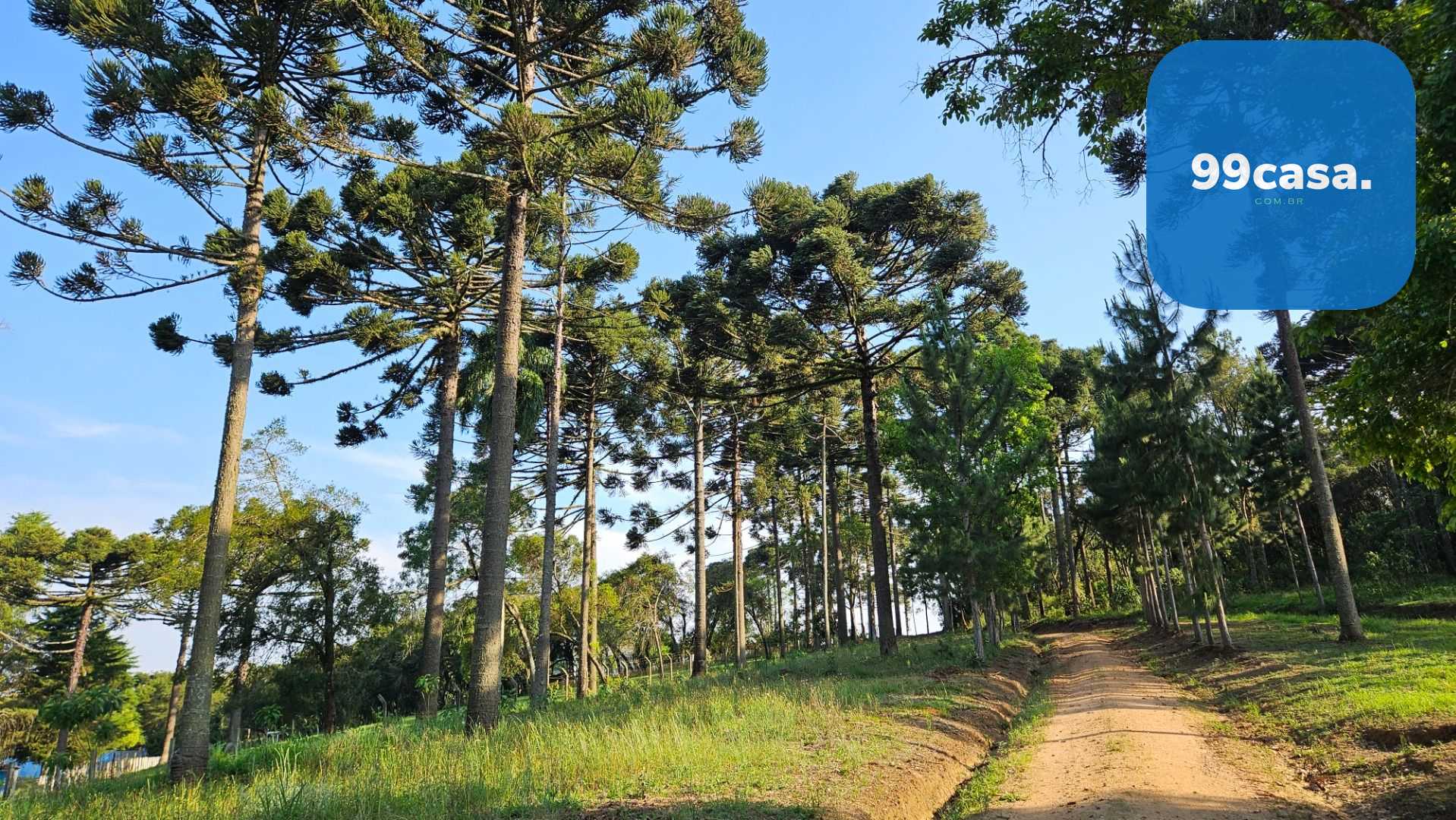 Chácara com Hortas, Parreiral e Árvores Frutíferas a 10 km da BR