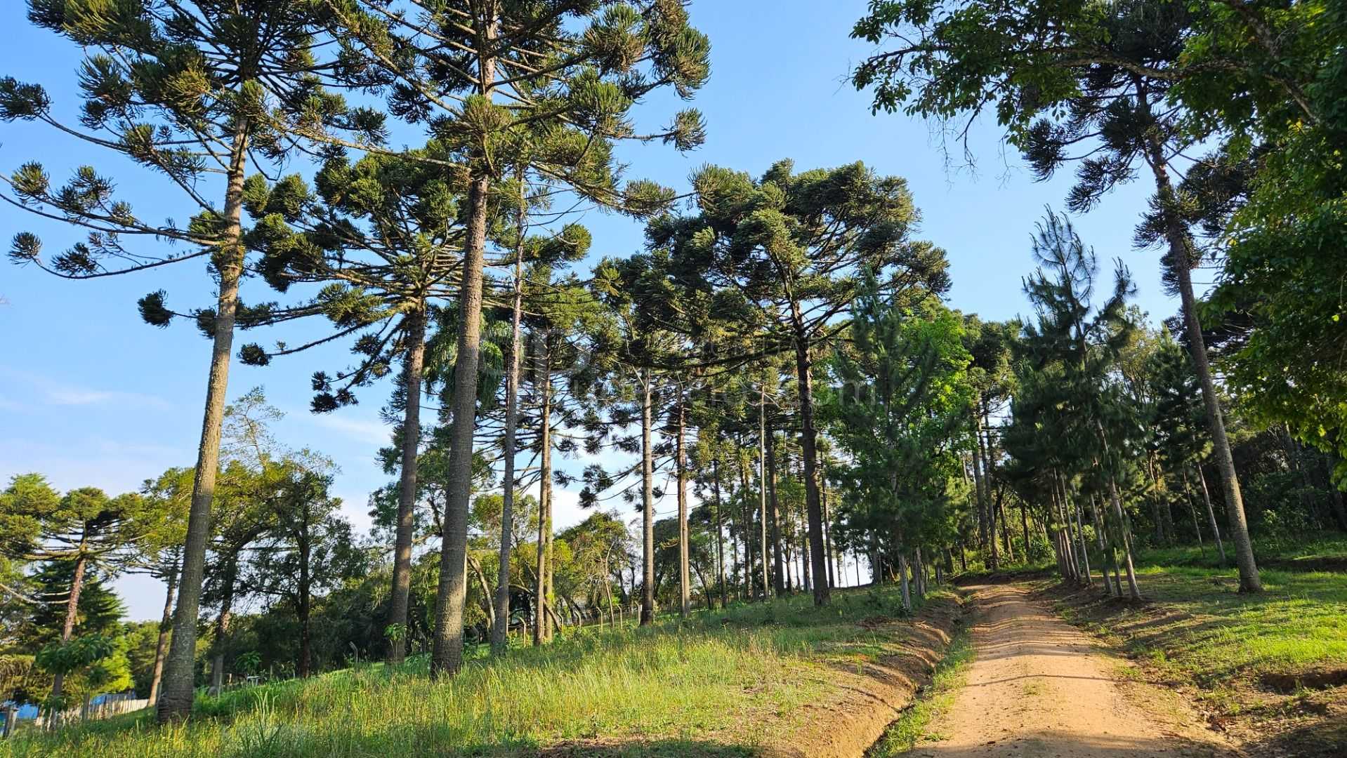 Chácara com Hortas, Parreiral e Árvores Frutíferas a 10 km da BR