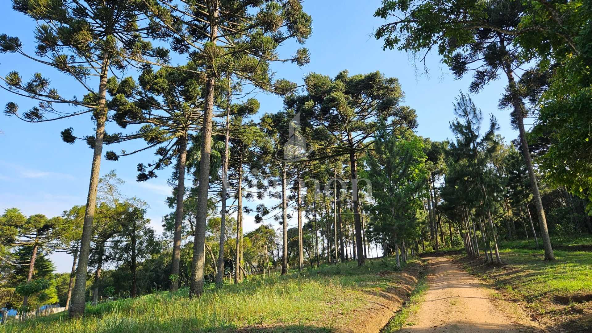 Chácara com Hortas, Parreiral e Árvores Frutíferas a 10 km da BR