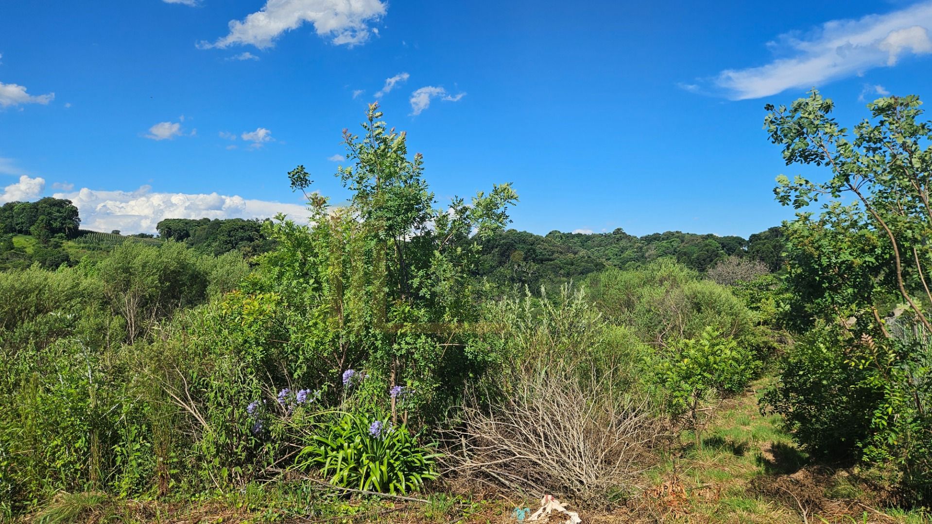 Área de 7.000m  em Contenda  Refúgio com Bosque, Córrego e Nat...