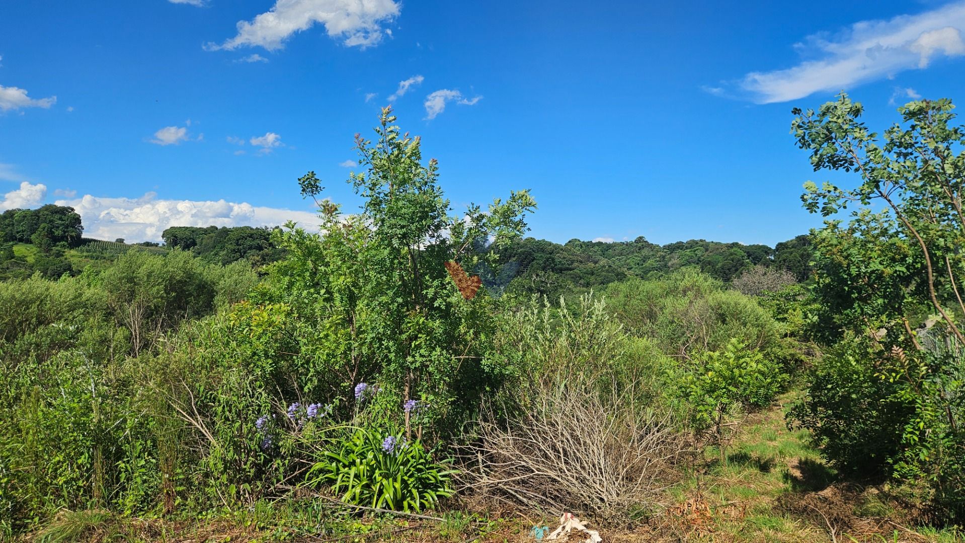 Área de 7.000m  em Contenda  Refúgio com Bosque, Córrego e Nat...