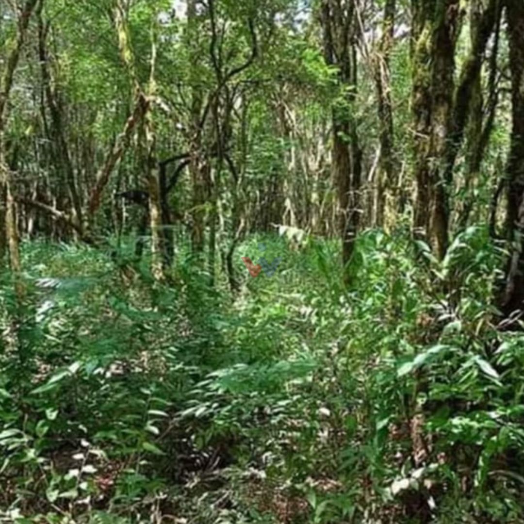 Área de 7.000m  em Contenda  Refúgio com Bosque, Córrego e Nat...
