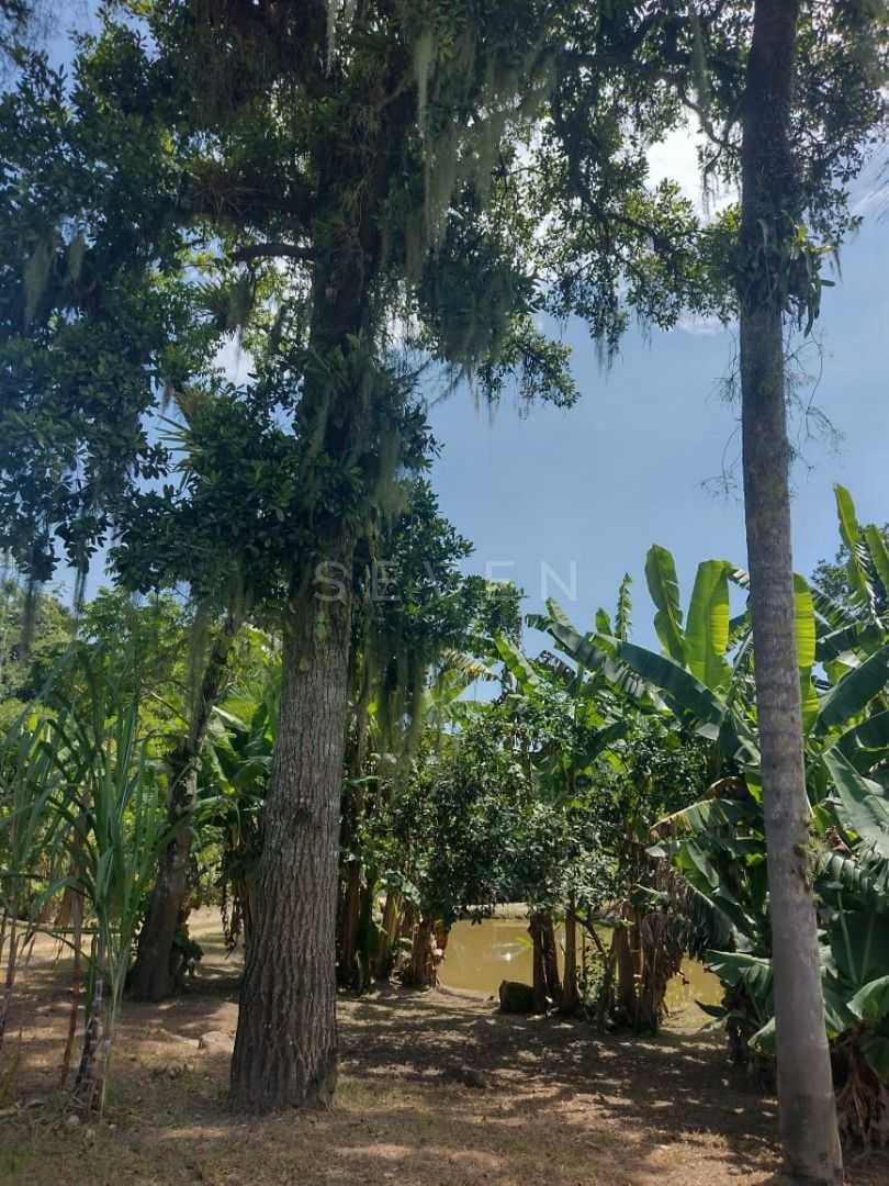 Chácara em Alexandra, Paranaguá, Casa, Tanques de Peixe e Alto...