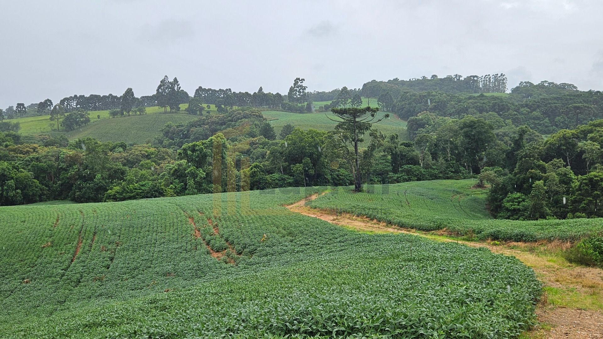 Área de 79.000 m  com 41.000 m  mecanizados  perfeita para cul...