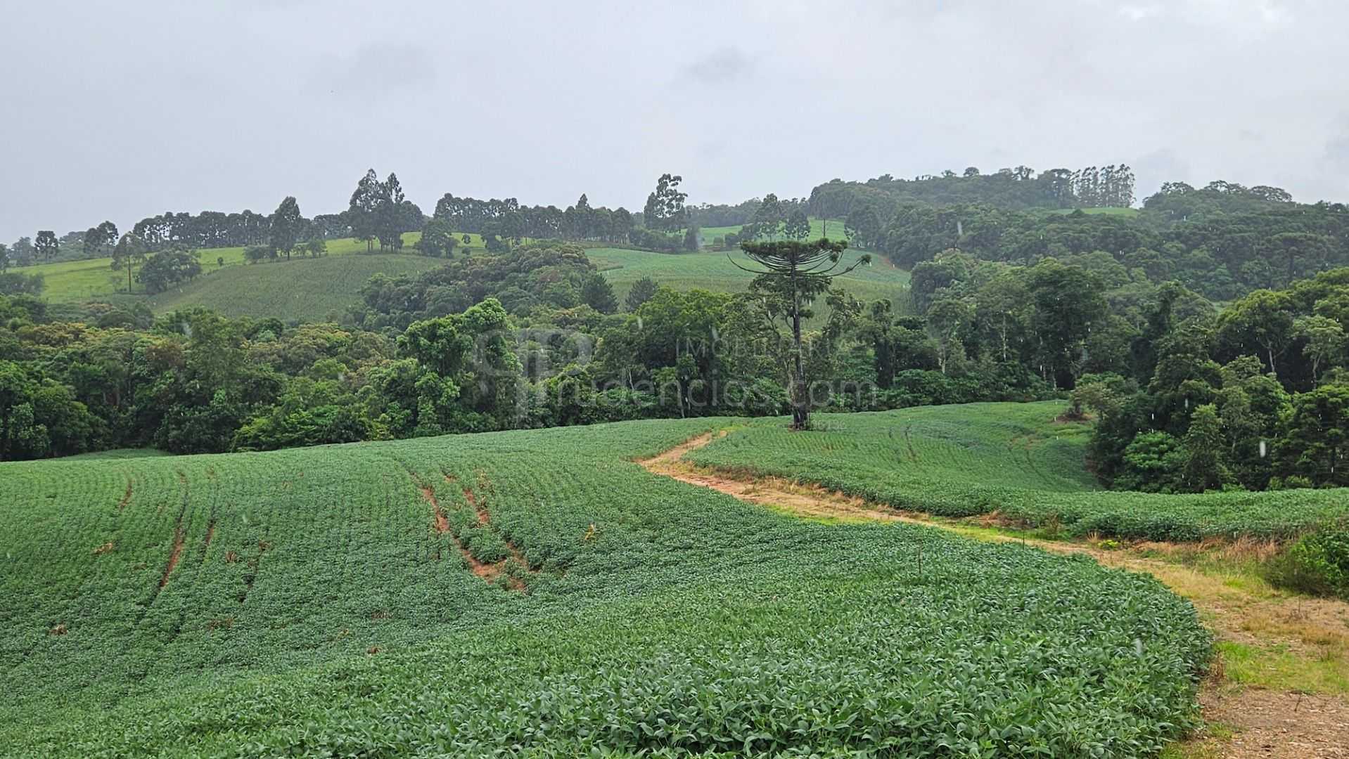 Área de 79.000 m  com 41.000 m  mecanizados  perfeita para cul...