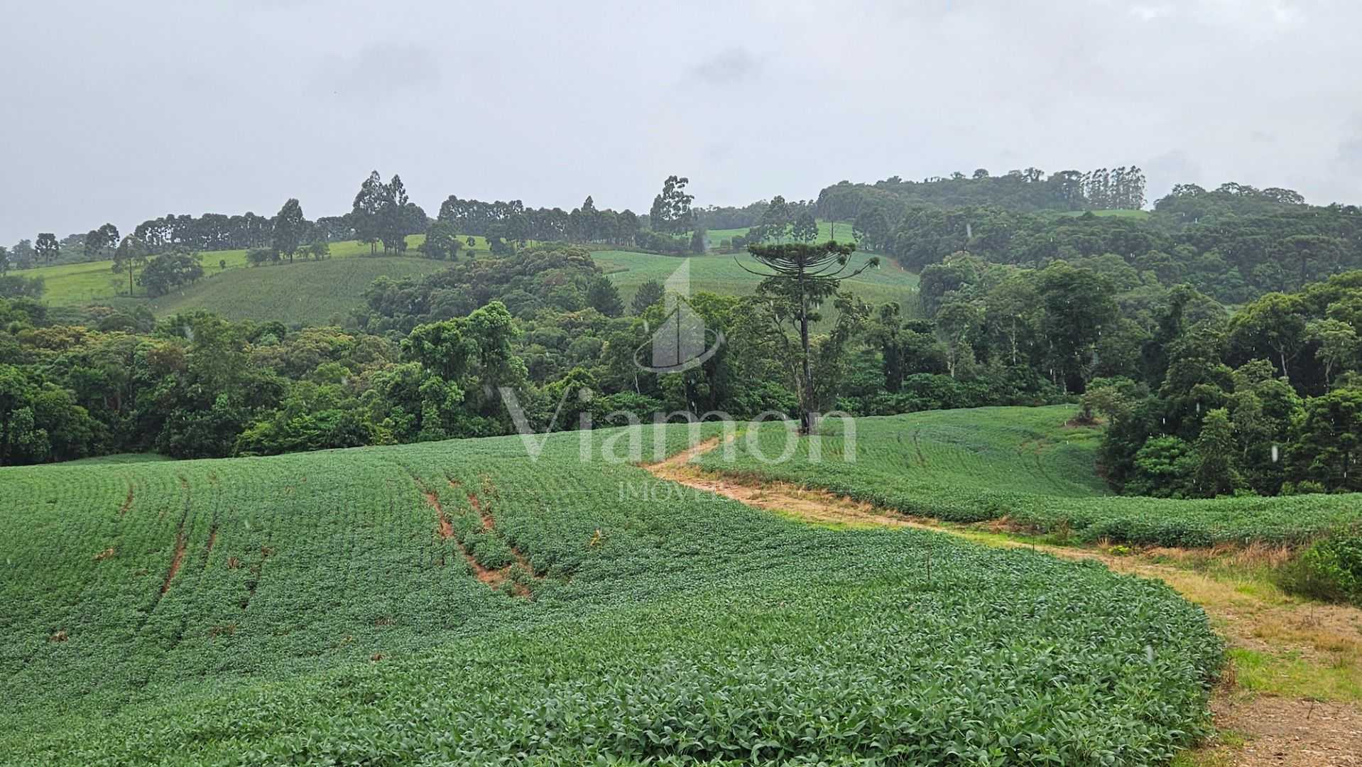 Área de 79.000 m  com 41.000 m  mecanizados  perfeita para cul...