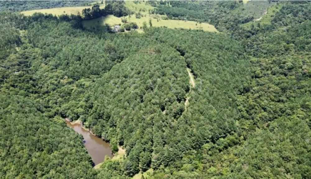 Fazenda Reflorestada de 111,6 Hectares em Arapoti PR  Investim...