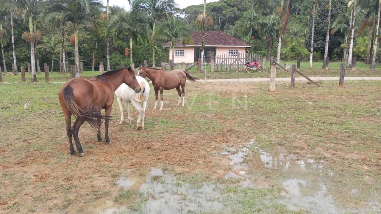 Oportunidade em Guaraqueçaba  Área Rural com 38,80 ha, Renda S...