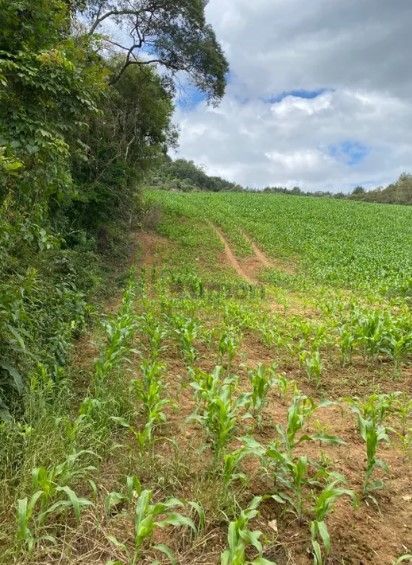 Terreno de 9,46 ha em Tijucas do Sul  Ideal para Agricultura o...