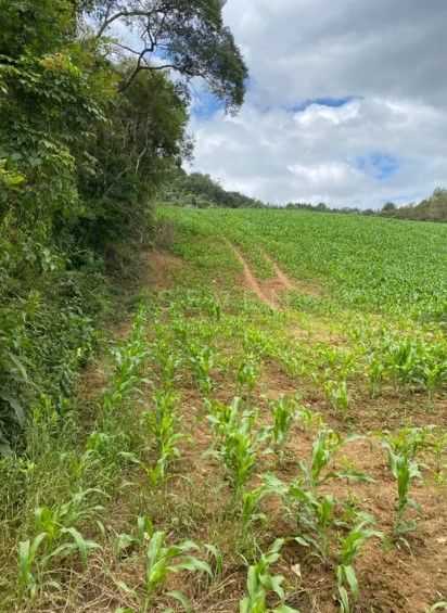 Terreno de 9,46 ha em Tijucas do Sul  Ideal para Agricultura o...