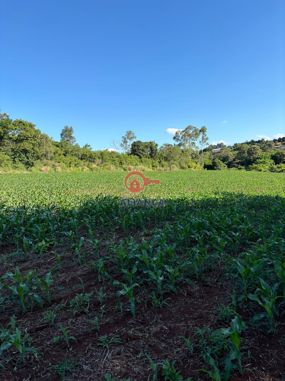 Chcara  venda, ZONA RURAL DISTRITO DE DOIS IRMOS, TOLEDO - PR