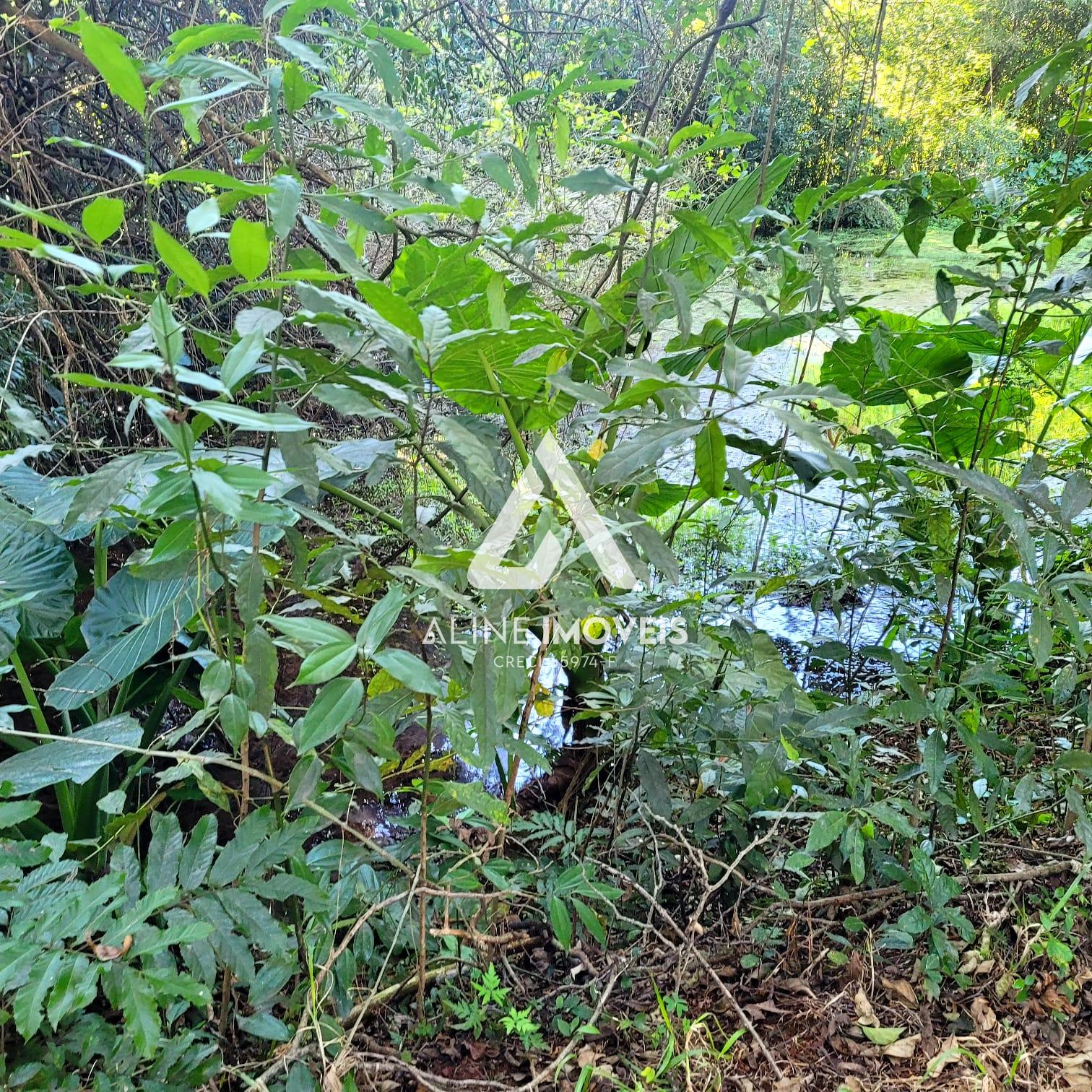 Fazenda à venda com 4 quartos, 10000m² - Foto 13