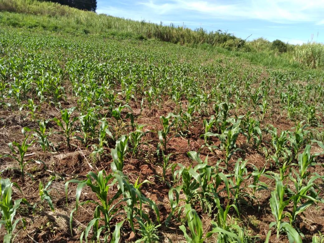 Chácara com área de 10.000,00 m  à venda em São Lourenço do Oe...