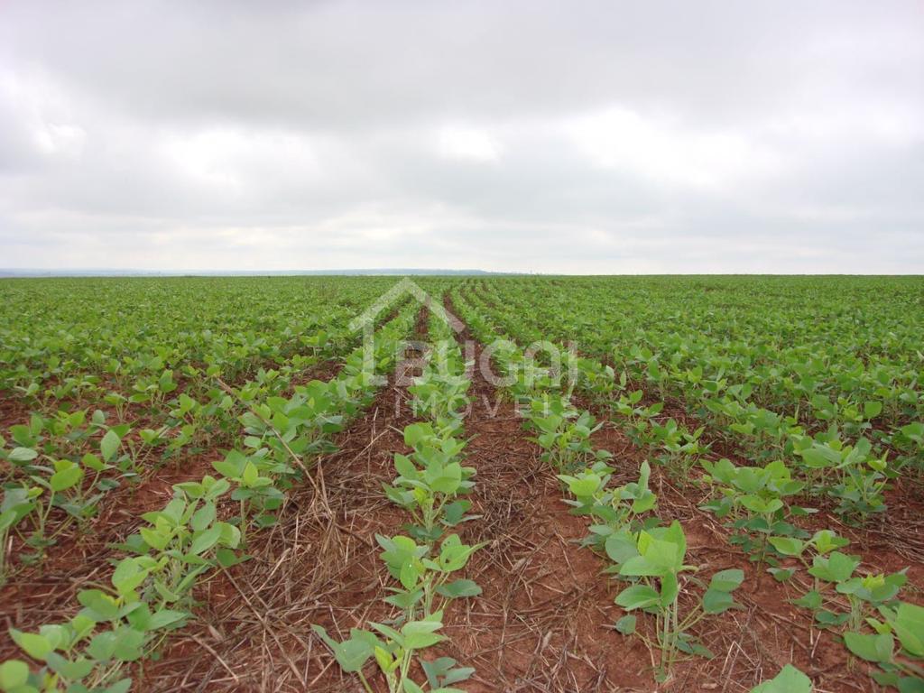 BELSSIMA FAZENDA DE 670 ALQUEIRES EM CORONEL SAPUCAI-MS