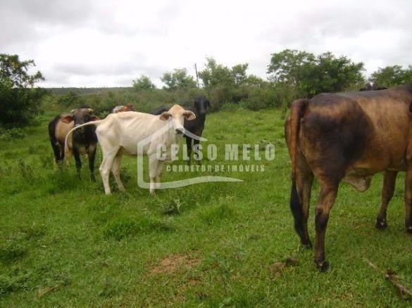 Celso Melo Corretor de Imveis em Bom Despacho