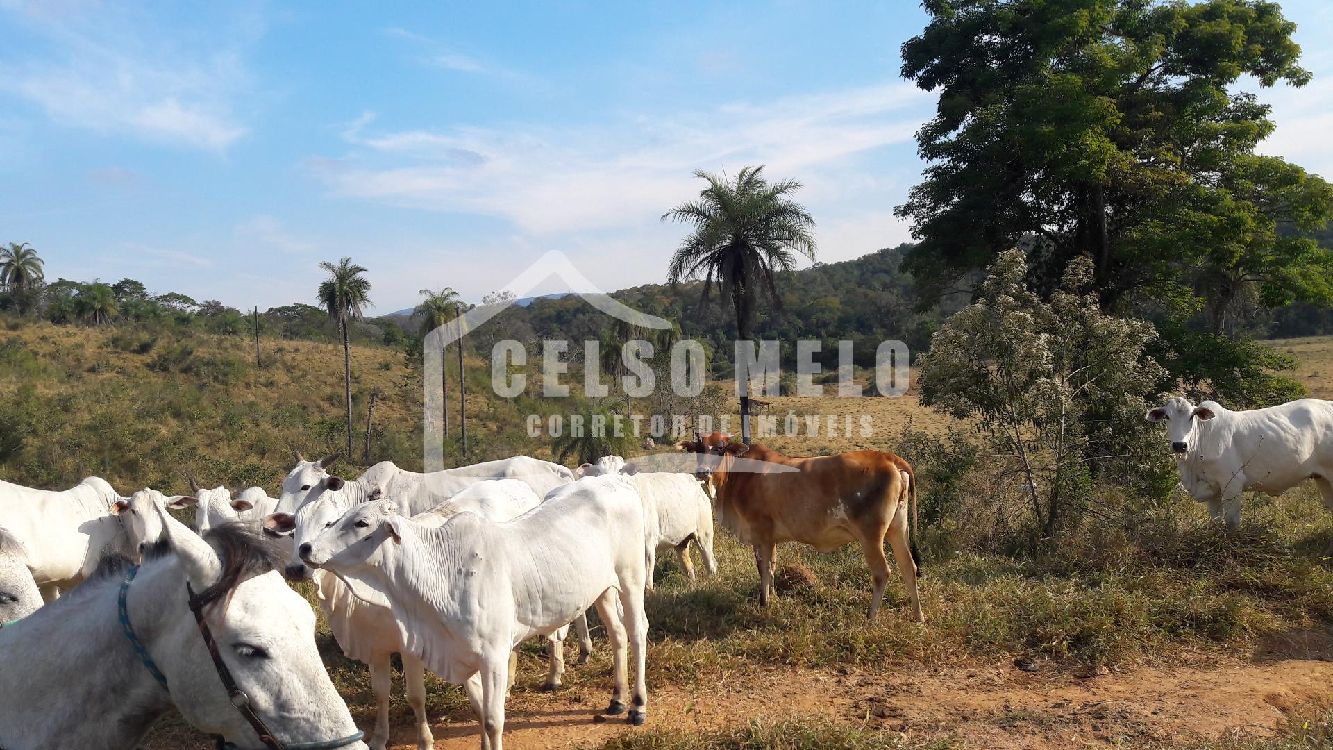 Celso Melo Corretor de Imveis em Bom Despacho