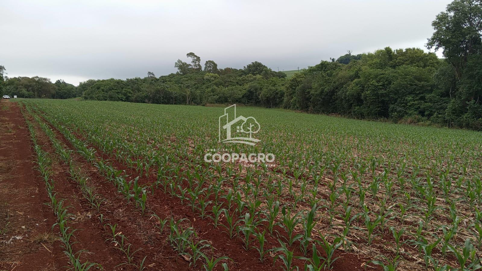 Chácara Rural, localizada próxima de - Quatro Pontes - PR. Exc...