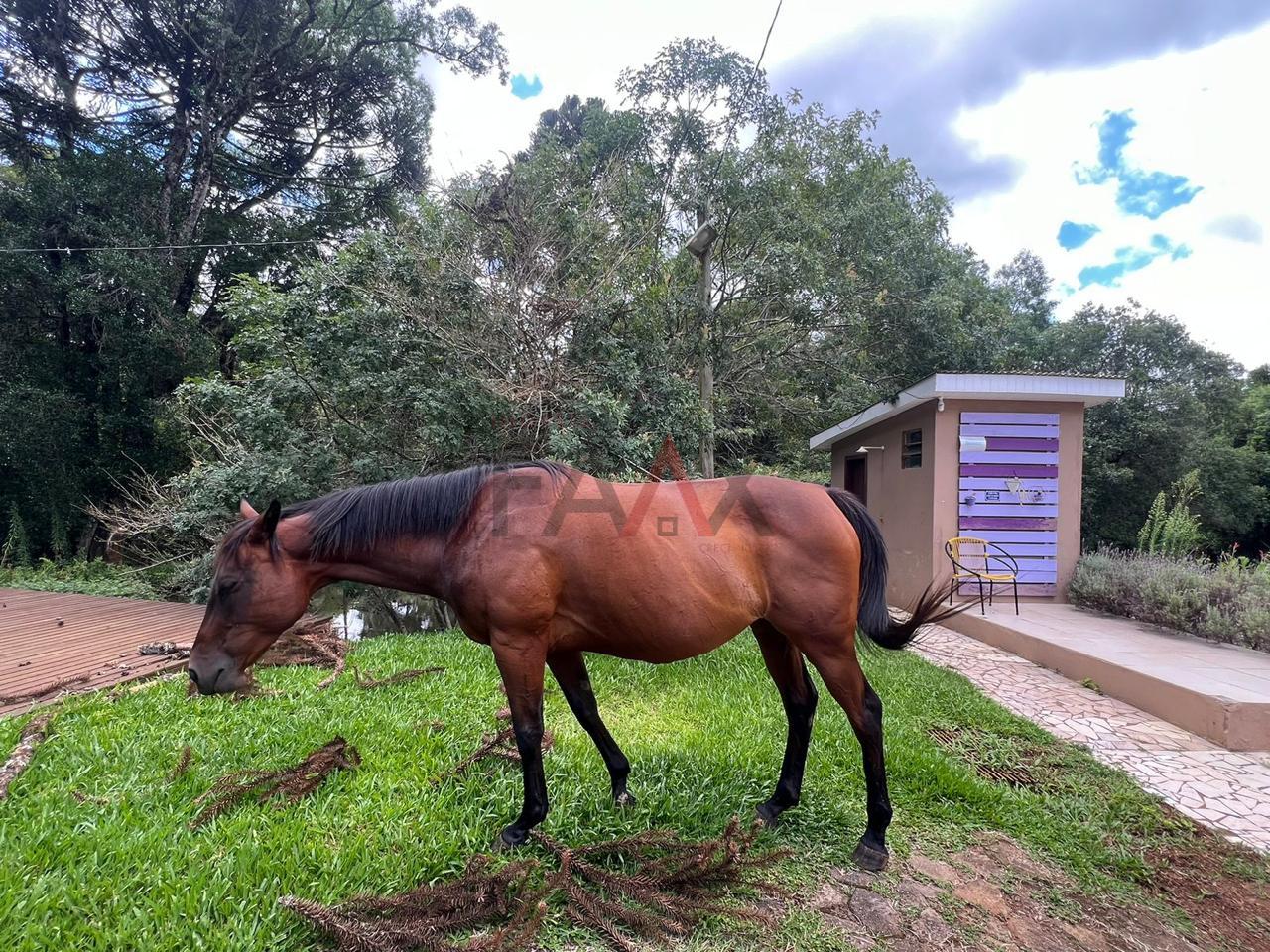 Fazenda à venda, 5m² - Foto 51