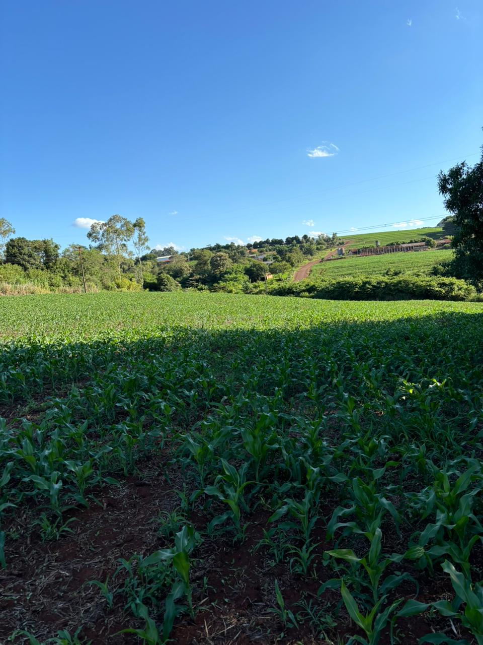 Chácara à venda, Área Rural,EM DOIS IRMÃOS PROX. A BR TOLEDO - PR