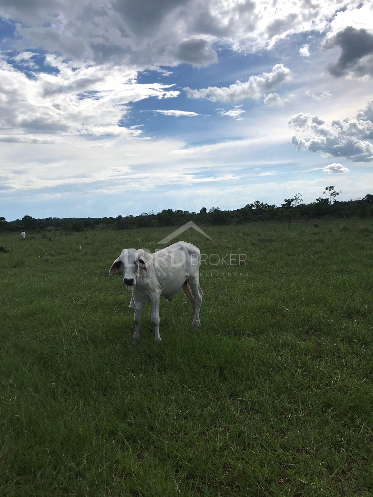 Linda fazenda à venda com 150 hectares localizada no Distrito ...