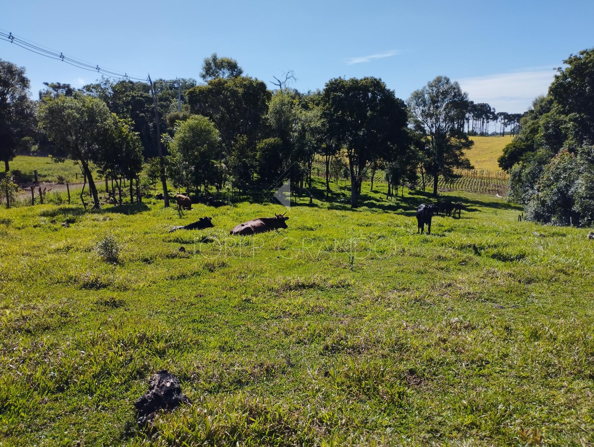 Lori P. Grando Corretor em Laranjeiras do Sul PR