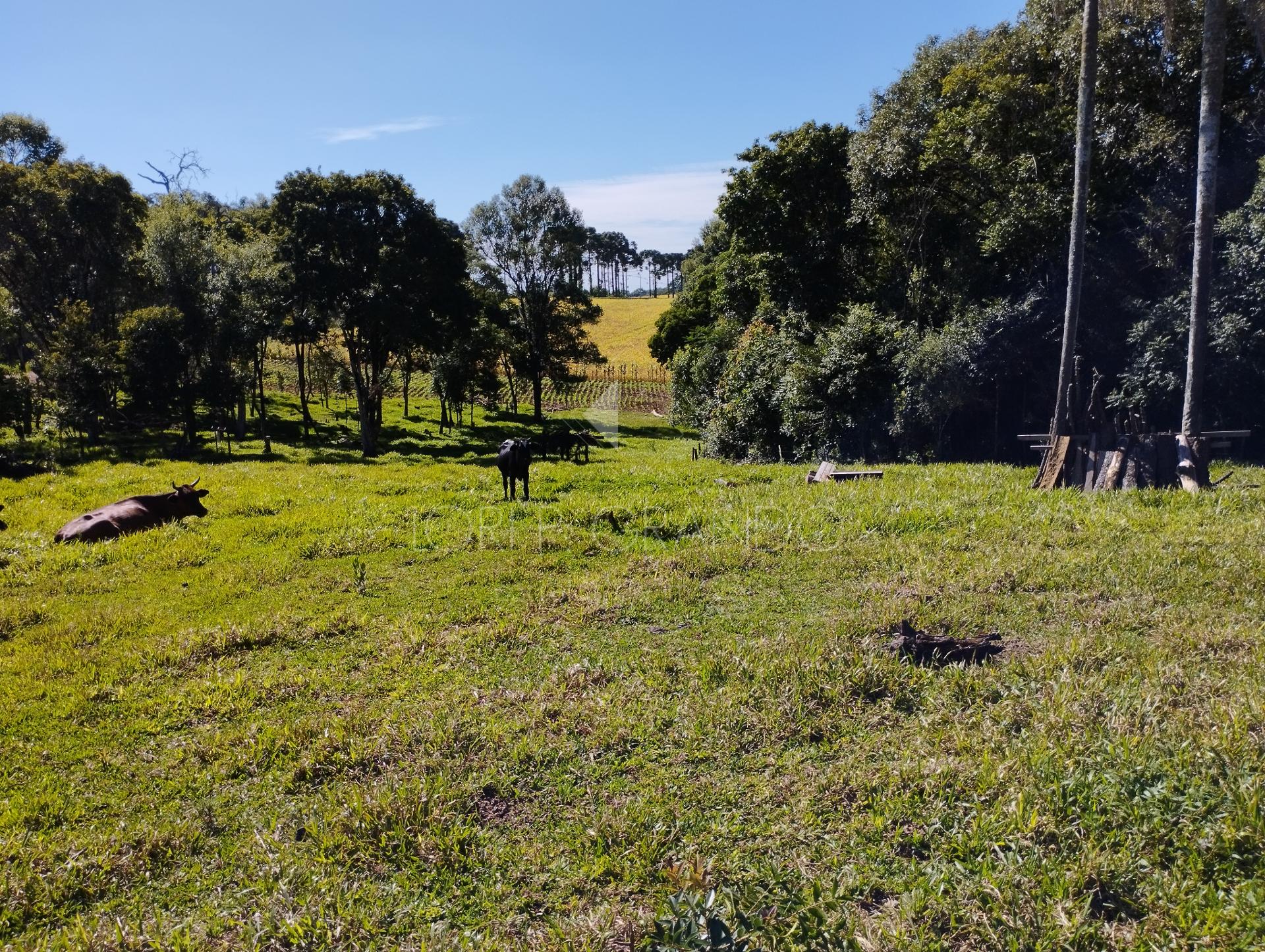 Lori P. Grando Corretor em Laranjeiras do Sul PR