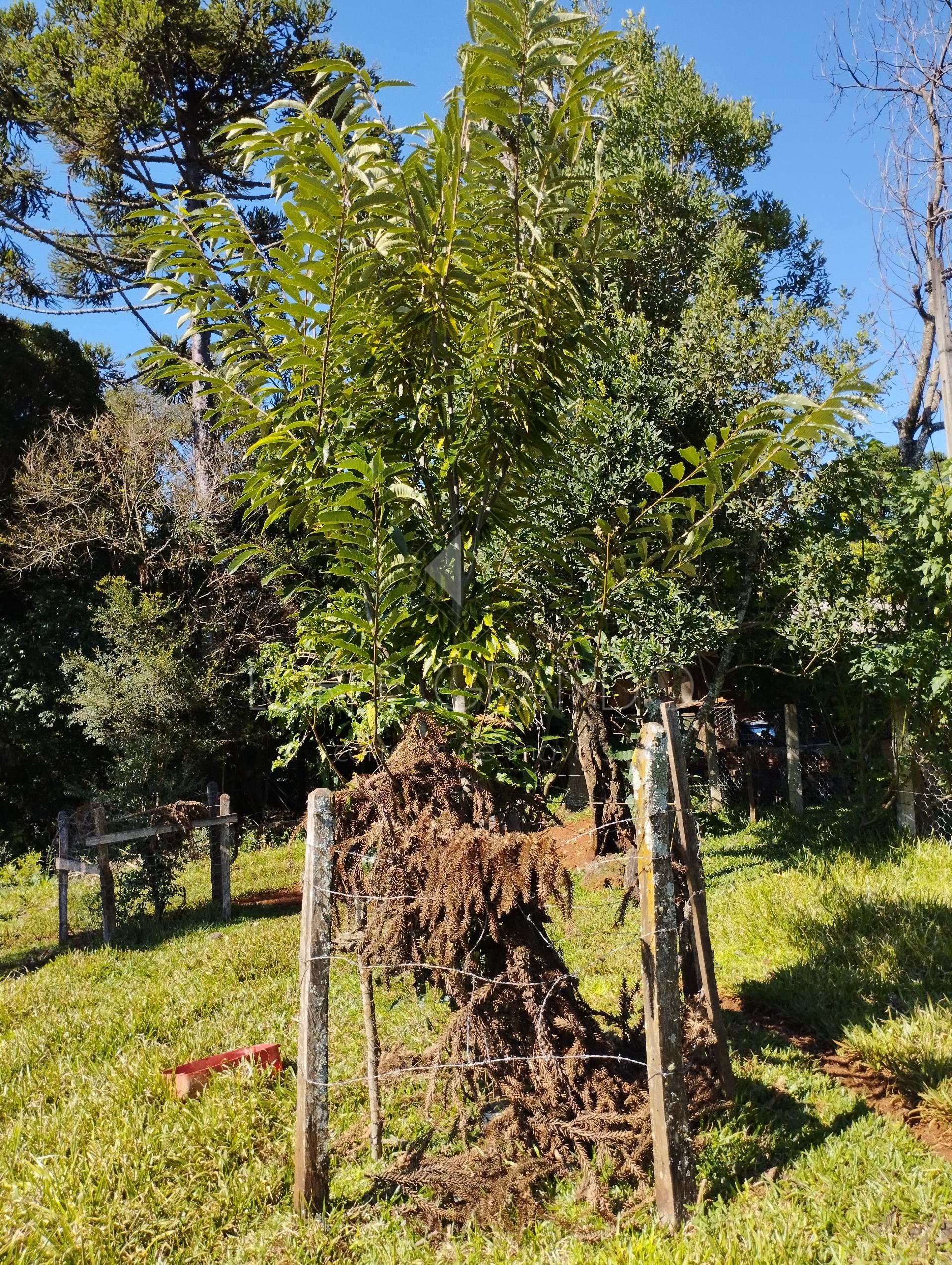 Lori P. Grando Corretor em Laranjeiras do Sul PR