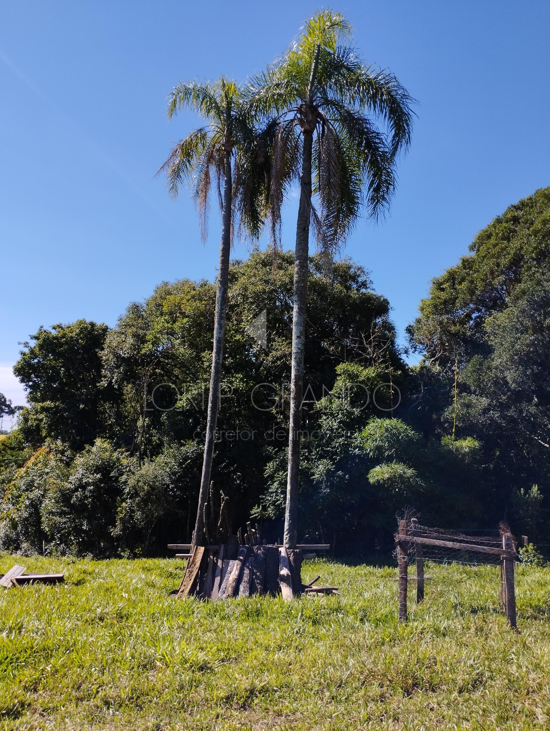 Lori P. Grando Corretor em Laranjeiras do Sul PR