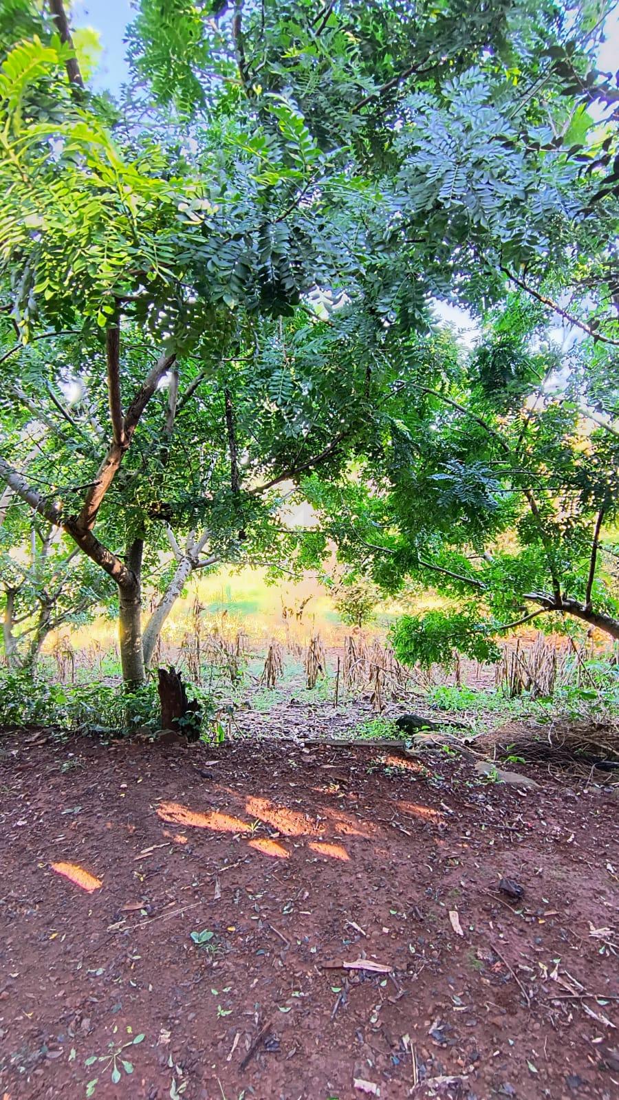 Lori P. Grando Corretor em Laranjeiras do Sul PR