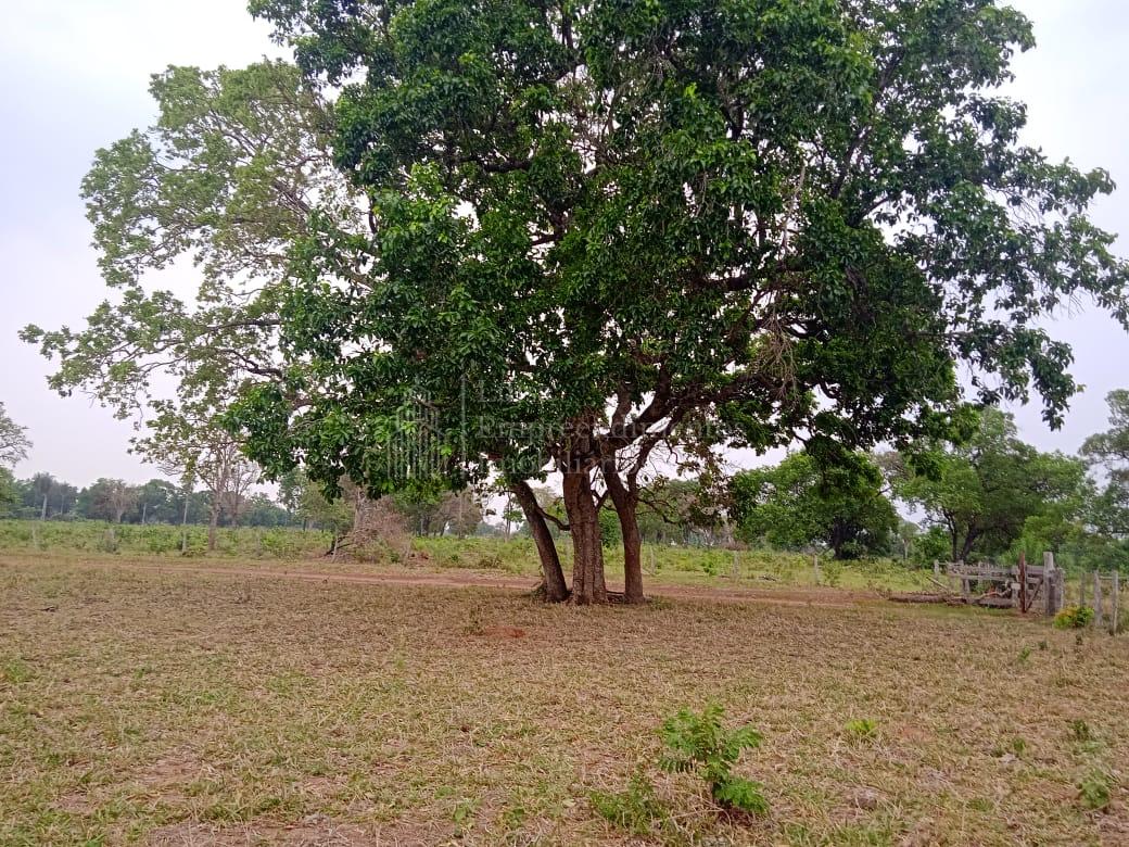 Fazenda à venda, 114.86 hectares, ZONA RURAL, NIOAQUE - MS