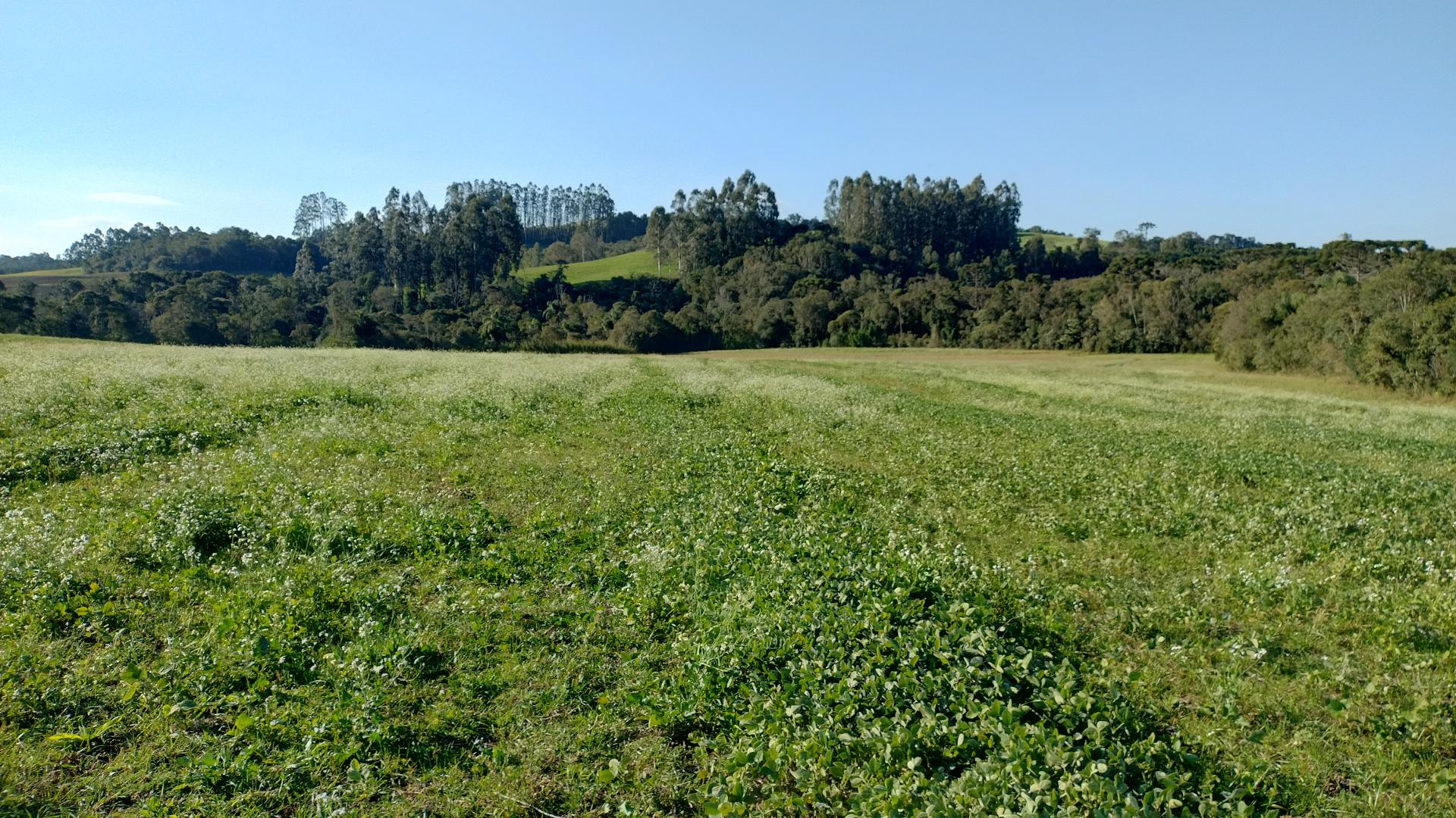Terreno rural em Prudentópolis
