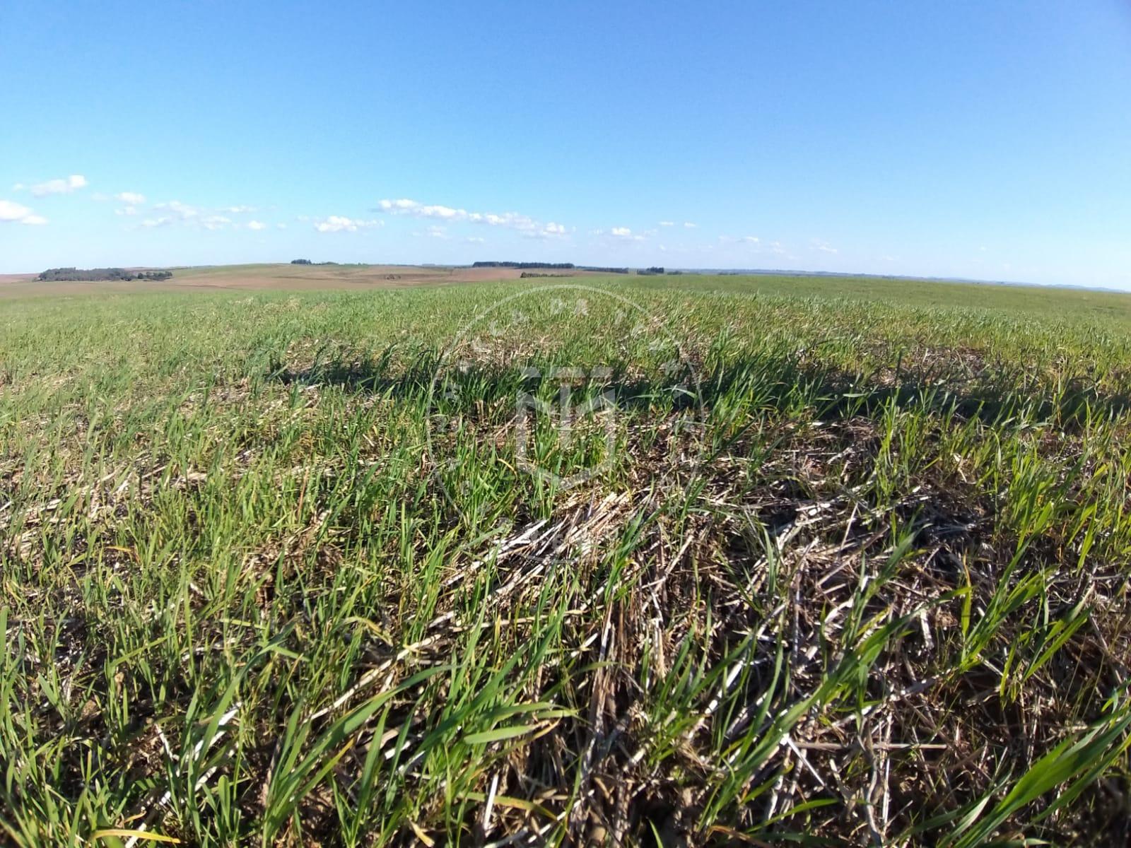 Área 91 Hectares e repassa 200 hectares de arrendamento região...