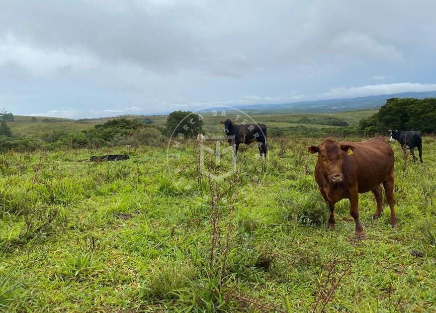 Fazenda Interior Santana da Boa Vista campo fino para pecuaria...