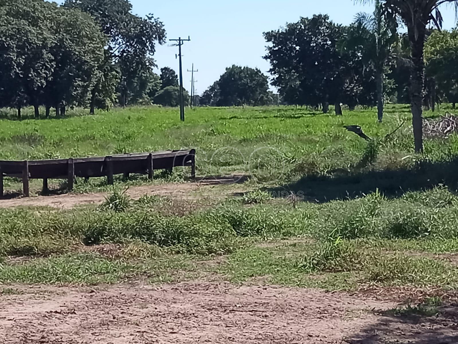 Fazenda à venda - Foto 6